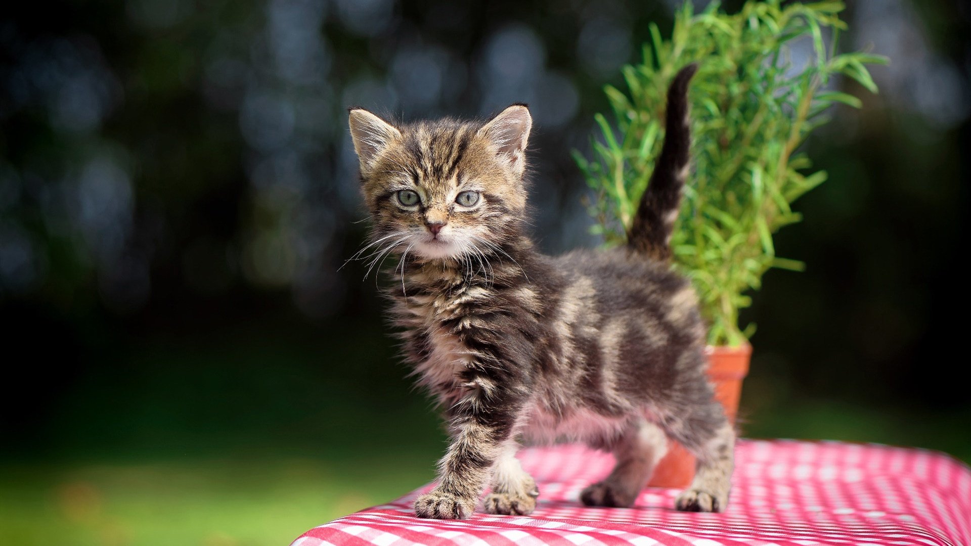 开云体育在线赛事直播-CBA球队加大青训投入 打造未来新星,cba青年队要上学吗