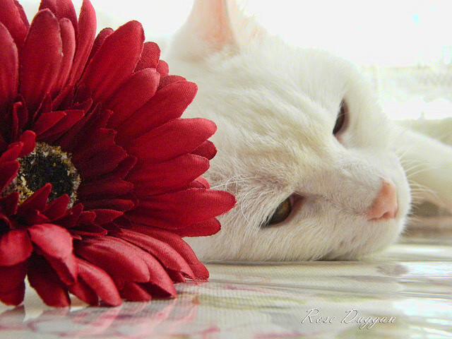 开云中国大陆-传球线路设计是否成为五大联赛技术教练关注焦点，传球的路线有哪三种