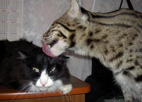 开云全站-技术动作精细度提升，成绩有保障，提高精细动作